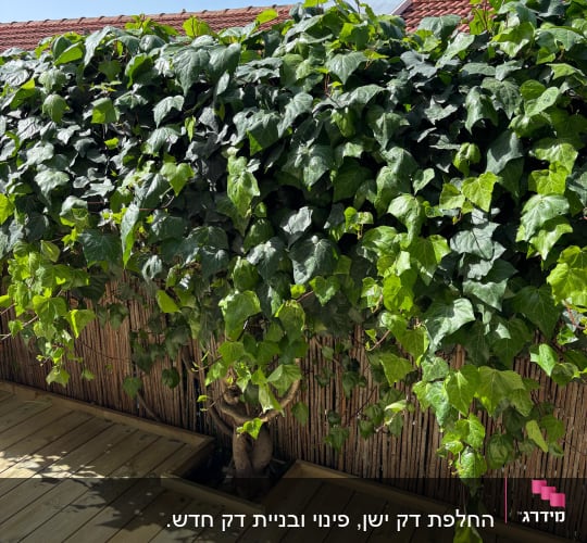 גדר עץ עם צמחייה ירוקה על דק עץ